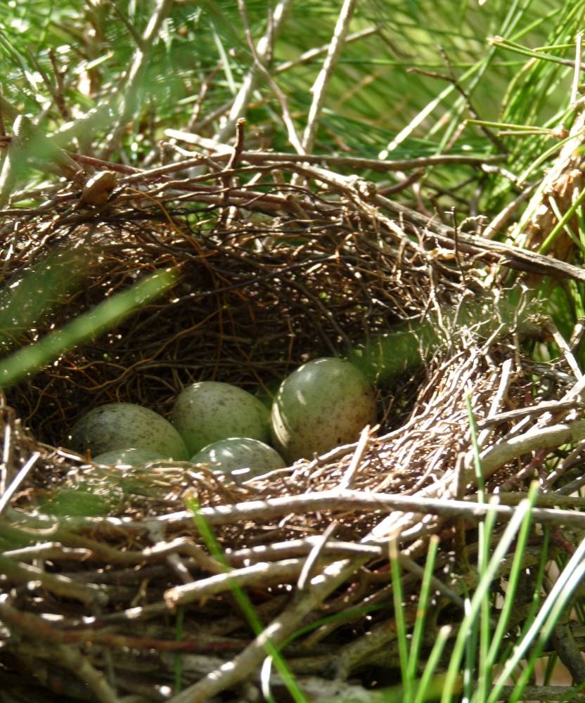 File:Blue Jays nest.jpg by Jeff the quiet is licensed under CC BY-SA 3.0